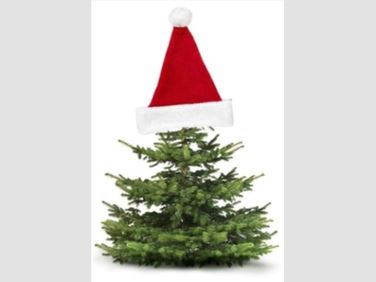 Abbildung: Gewinne einen Bio-Weihnachtsbaum!