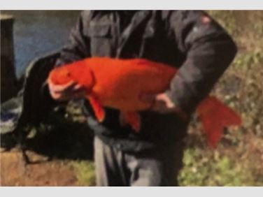 Abbildung: Goldfische und/oder Shubunkin gesucht 